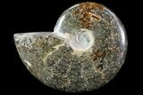 Polished, Agatized Ammonite (Cleoniceras) - Madagascar #75957-1